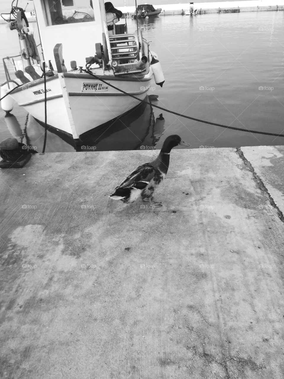 duck walking