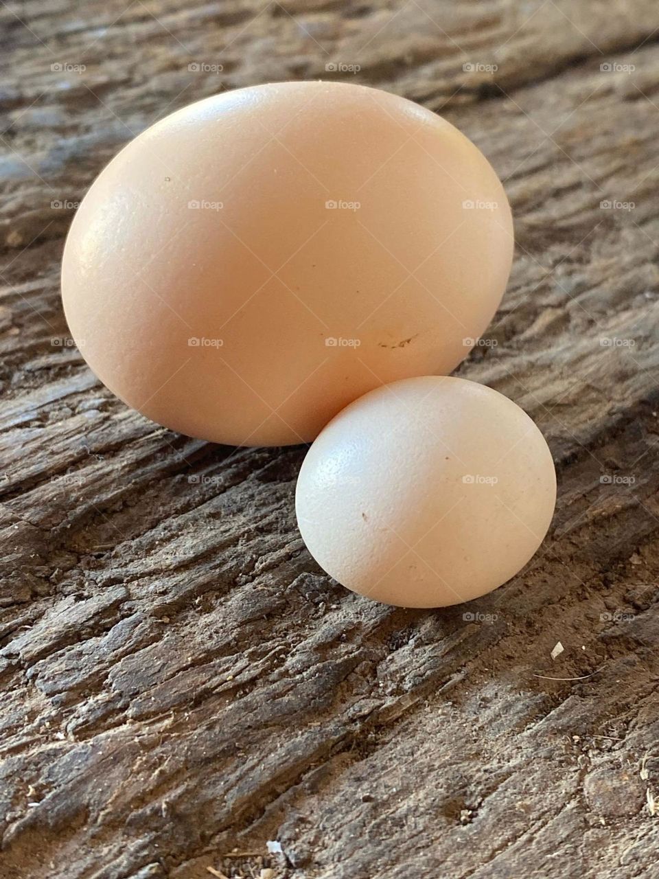 Pra surgir a vida de uma ave precisa de um ovo. Um ovo grande e um ovo pequeno sobre o tronco de uma árvore.