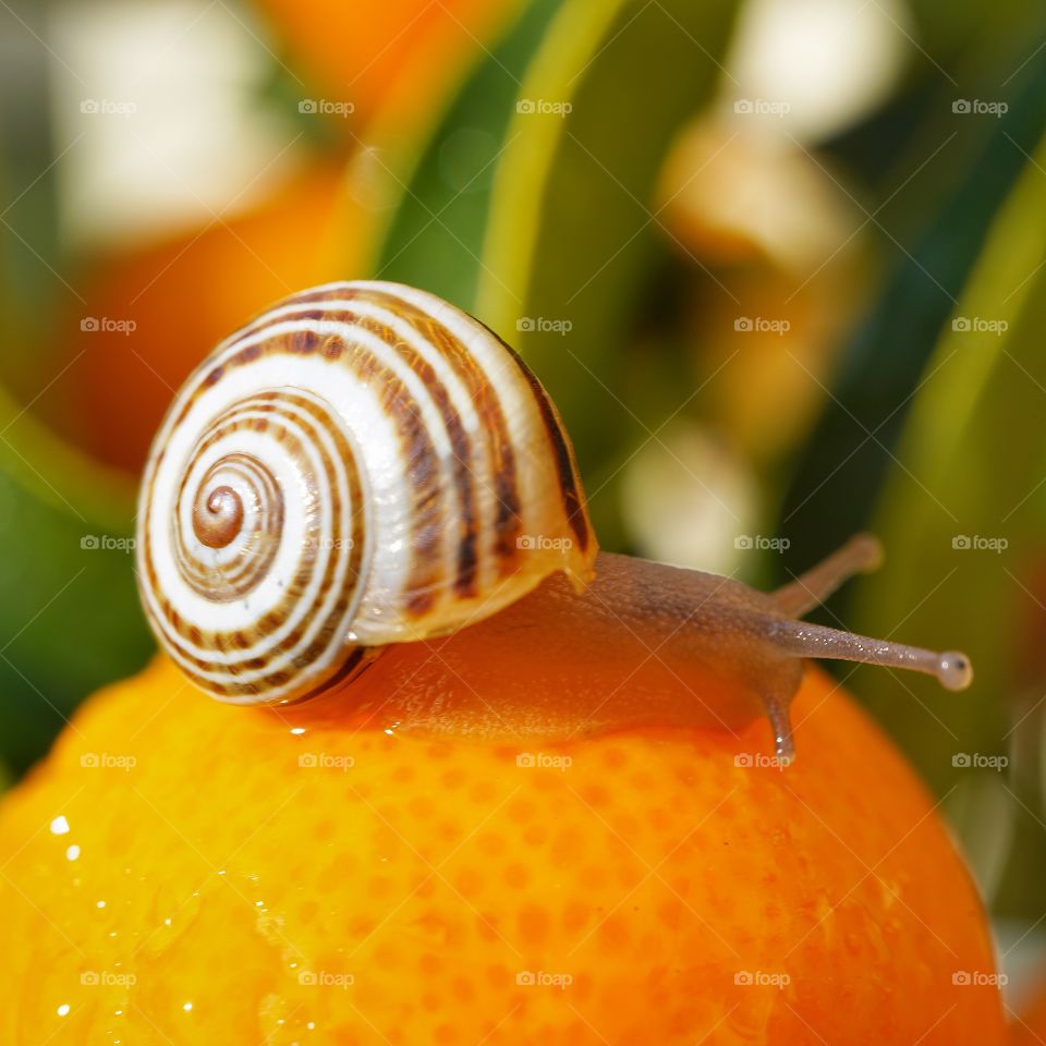 Snail 