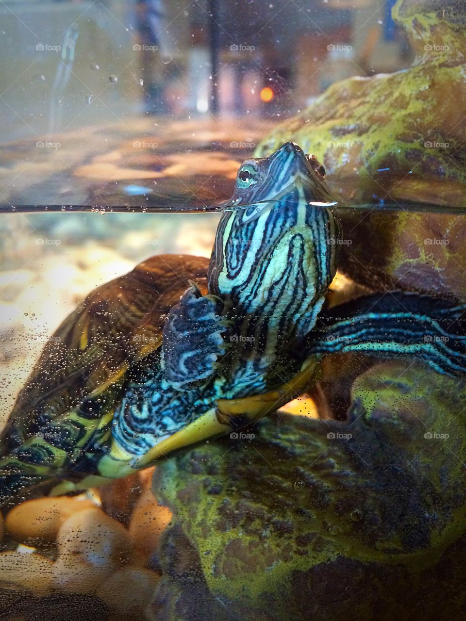 Rockette. Daughters turtle