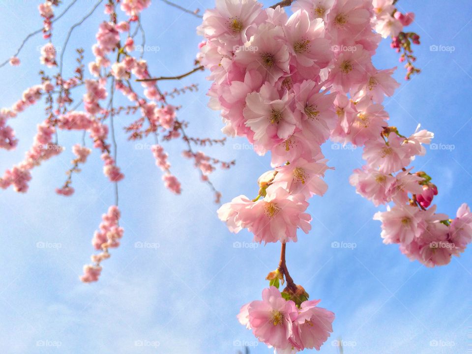 Close-up of cherry blossoms