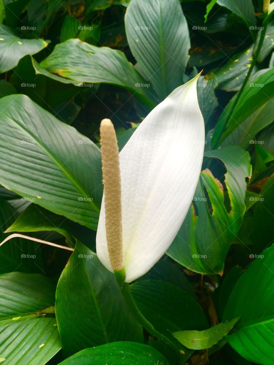 Copo de Leite - seria essa planta uma parente próxima do Lírio Branco?
Ô cor bonita da flor que tem como lembrança a paz. 