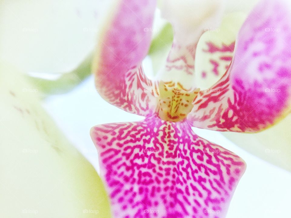 Orchid