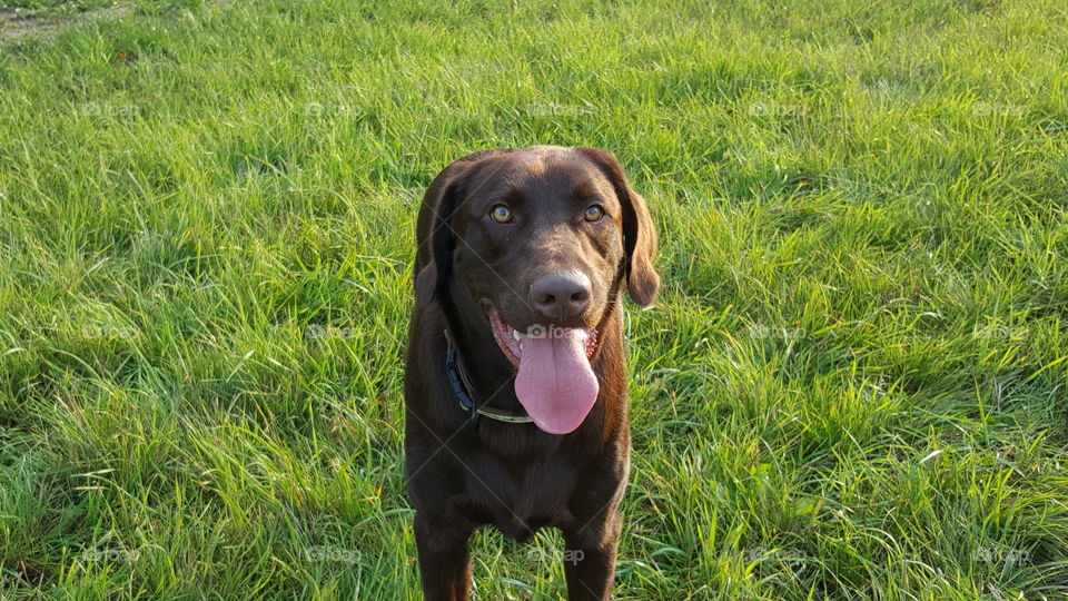 Chocolate Lab looking intensely while he awaits his ball to be thrown in the field