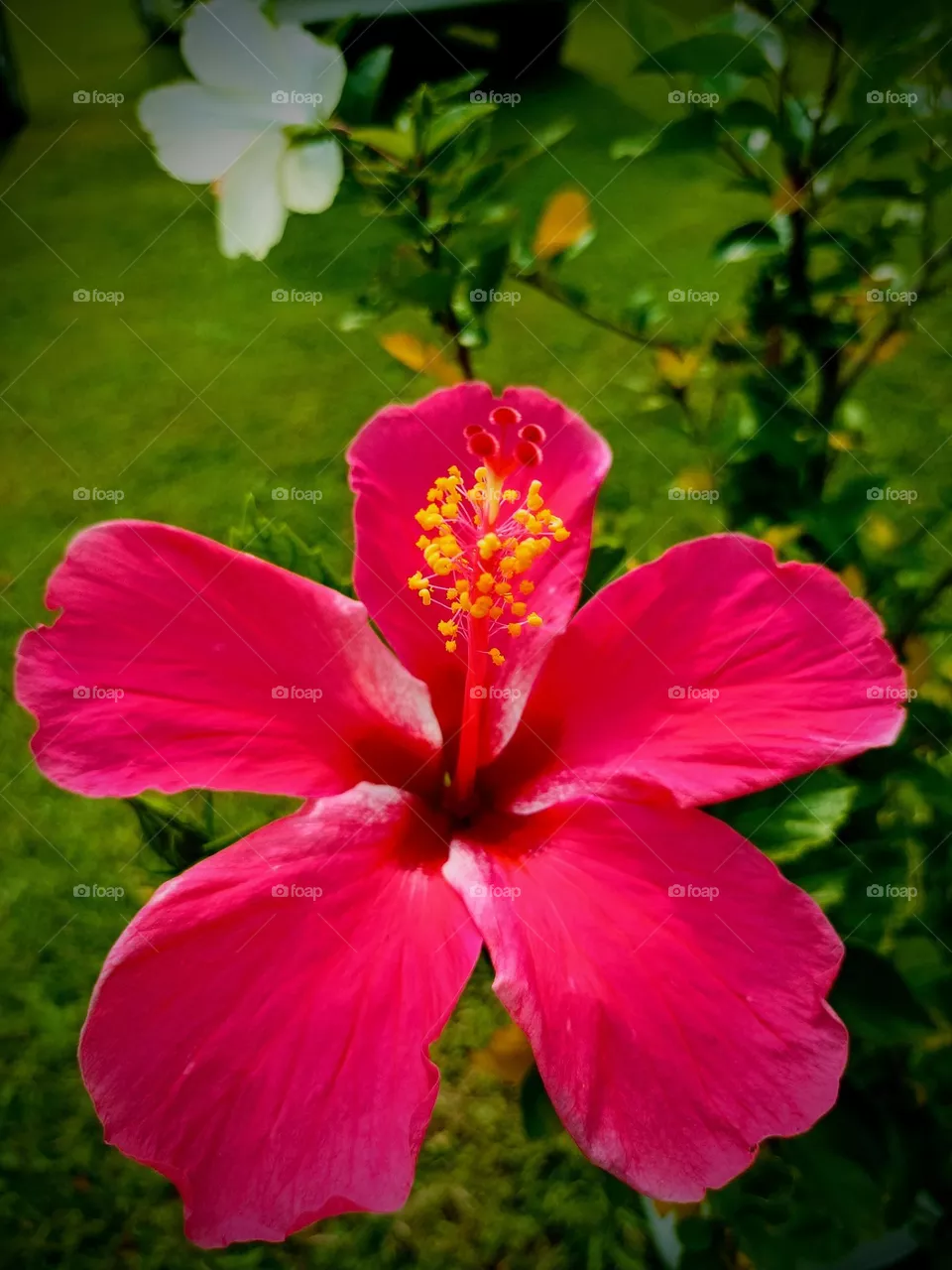 beautiful flowers