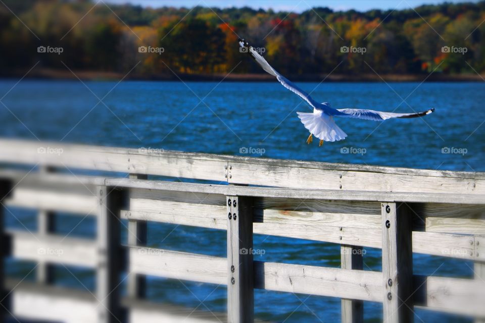 Seagull coming in for a landing