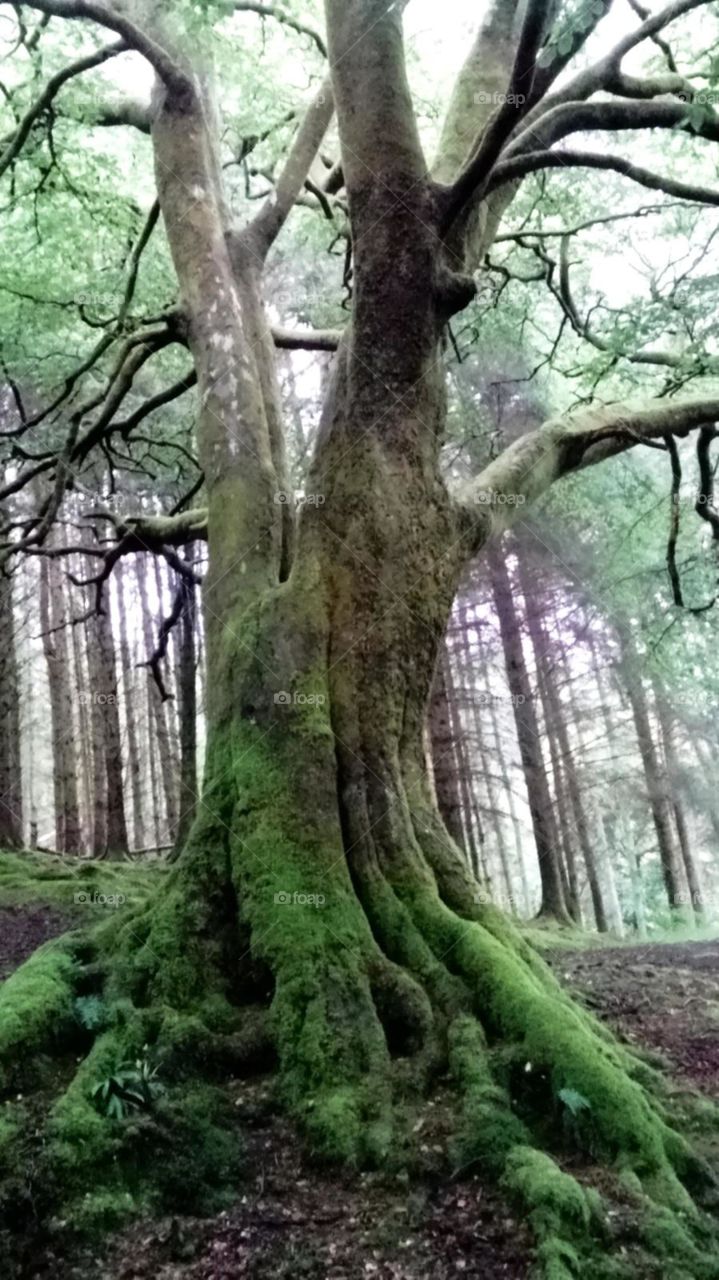 Tree of Old; near Tarbet and Arrochar, Scotland,  U.K.