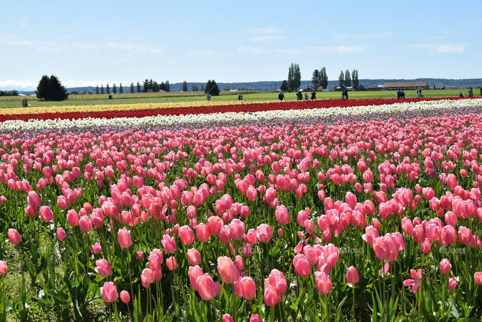 Tulip Valley