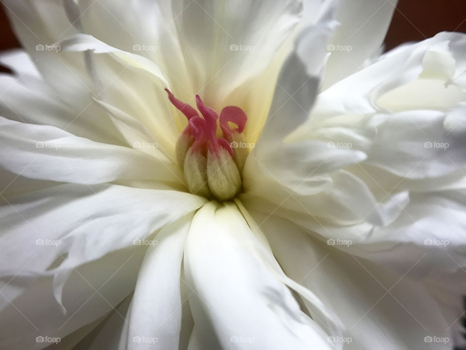 White peony 