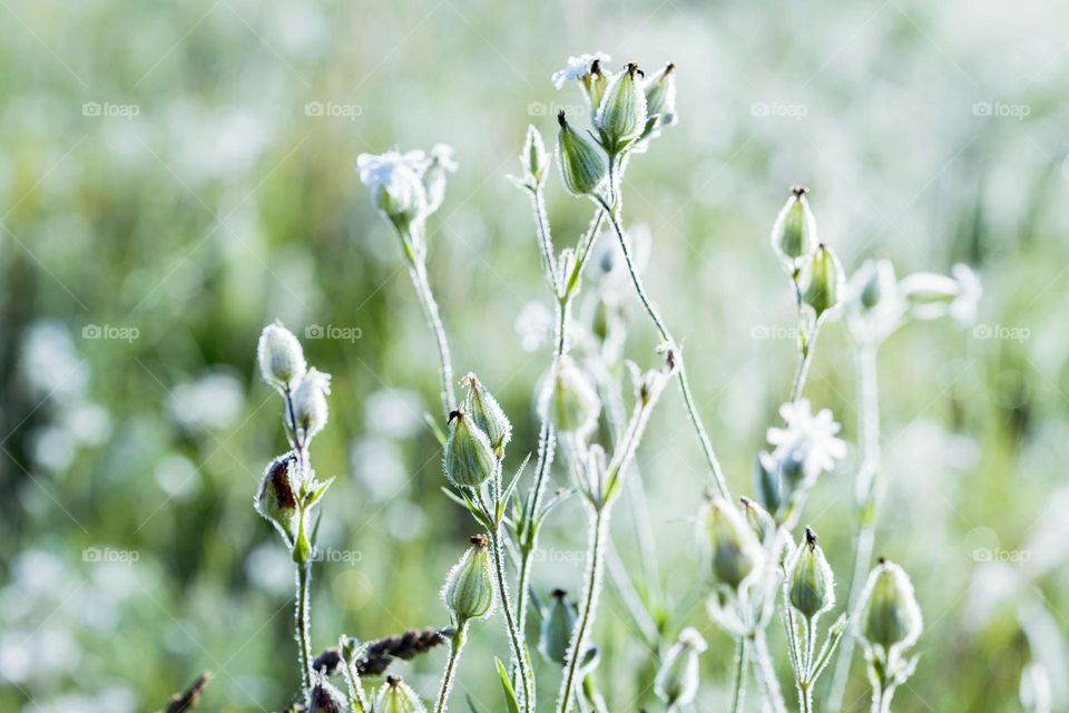 Summer,plants in the morning sun green flowers.

￼