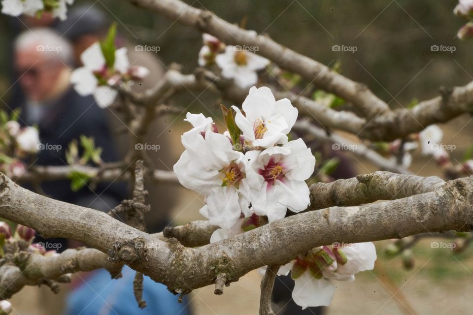 Walking under an almond tree