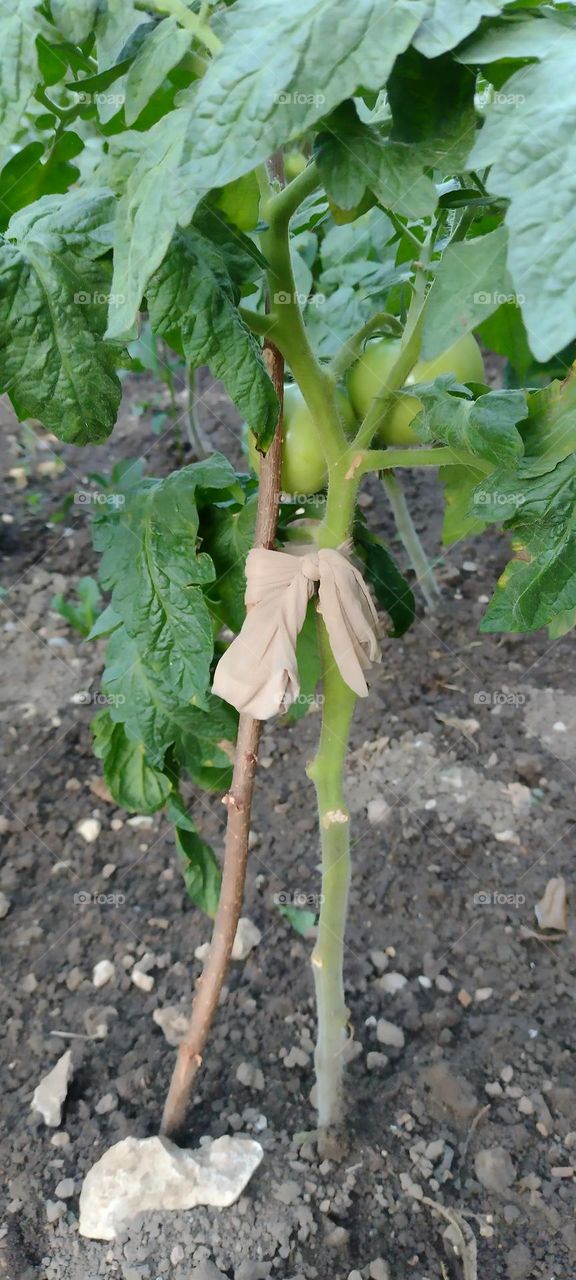 be autentick go Green