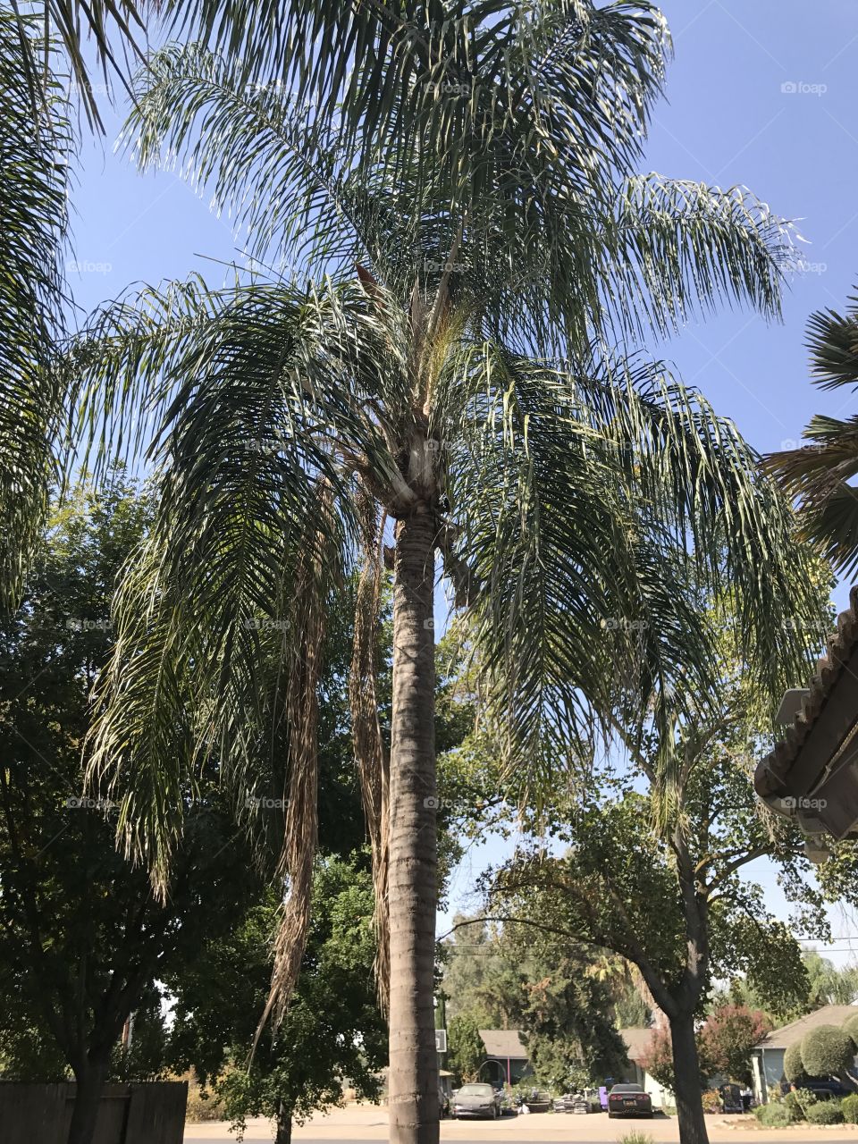 Tree, No Person, Palm, Travel, Outdoors