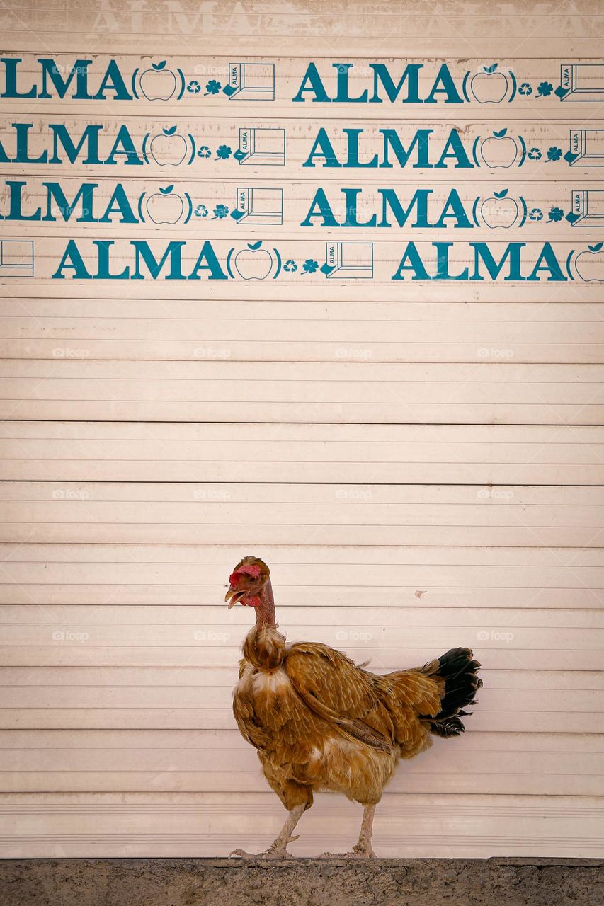 Alma’s Hen