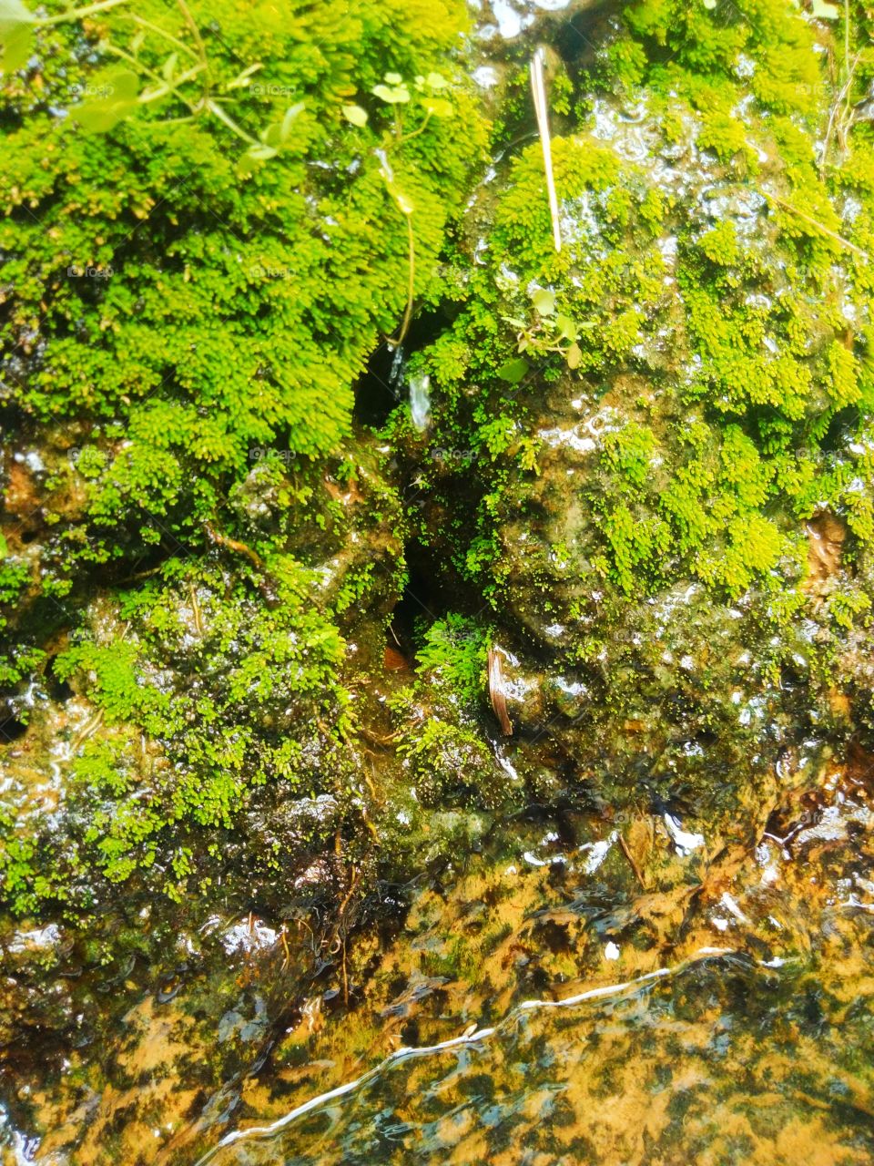 Moss Wall