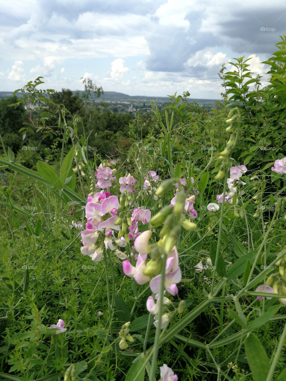 Flowers