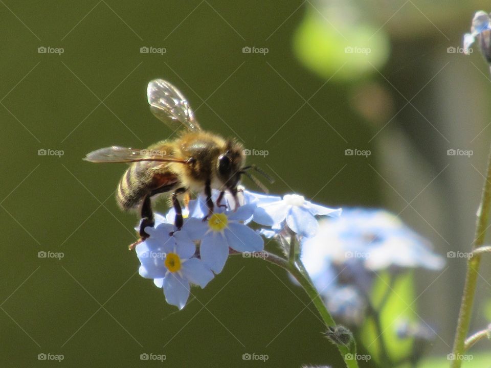 Honey bee collecting pollen from a forget-me-not flower