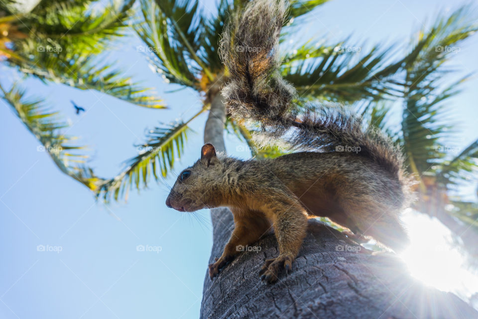 Squirrel climbed on a palm tree on a Caribbean beach