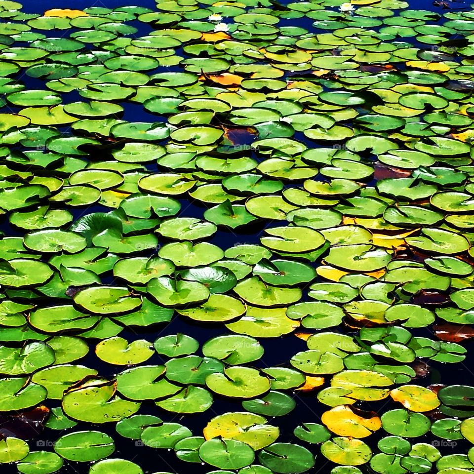 Chock Full of Lily Pads. this pond is right by my new home