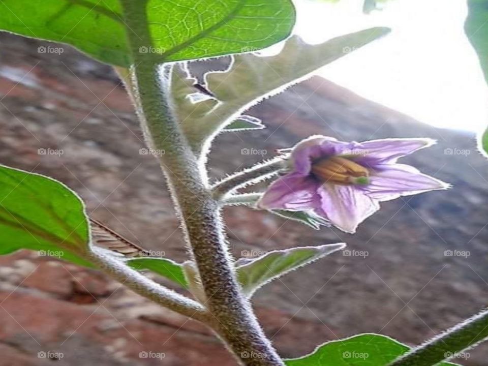 Flower picture with tree