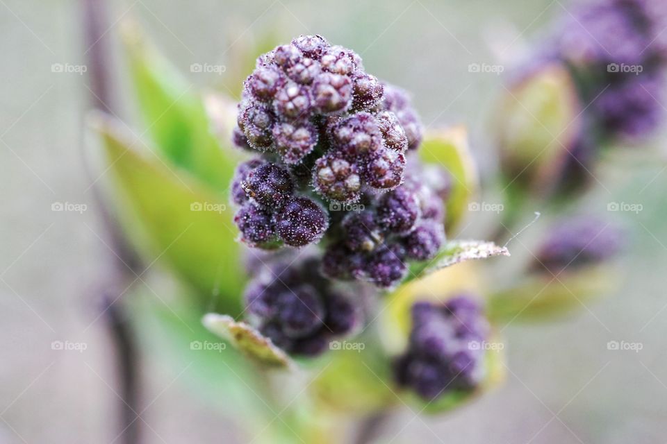 Field flower