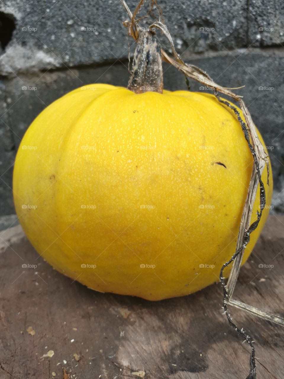 yellow pumpkin