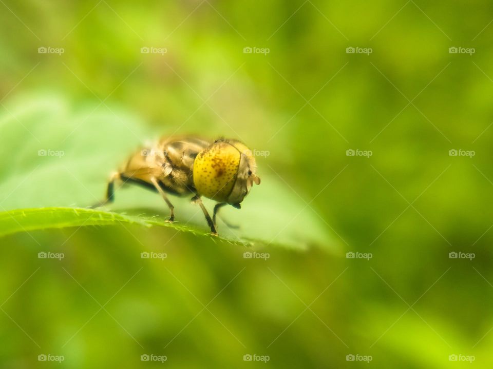 Striped eye fly