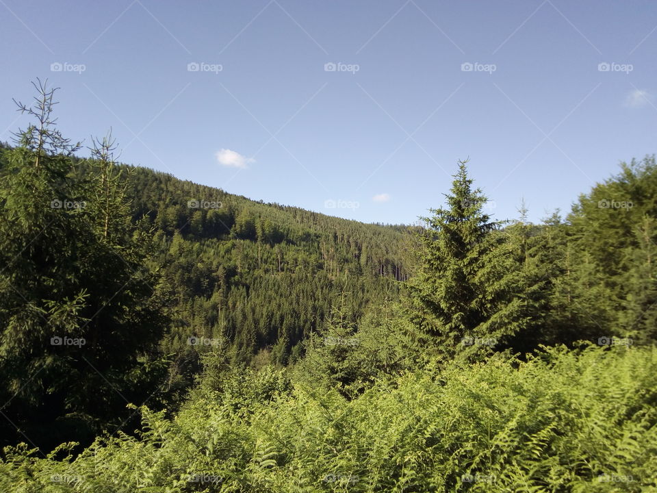 Forest in Schwarzwald