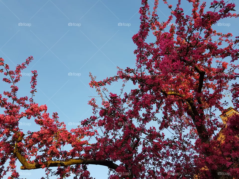 printemps