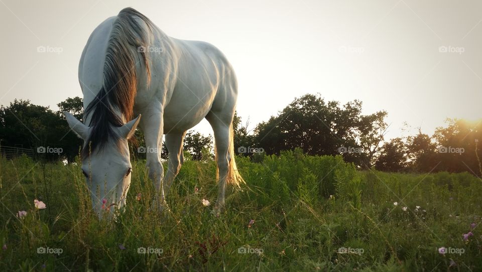 Horse grazing on field of wildflowers at sunset