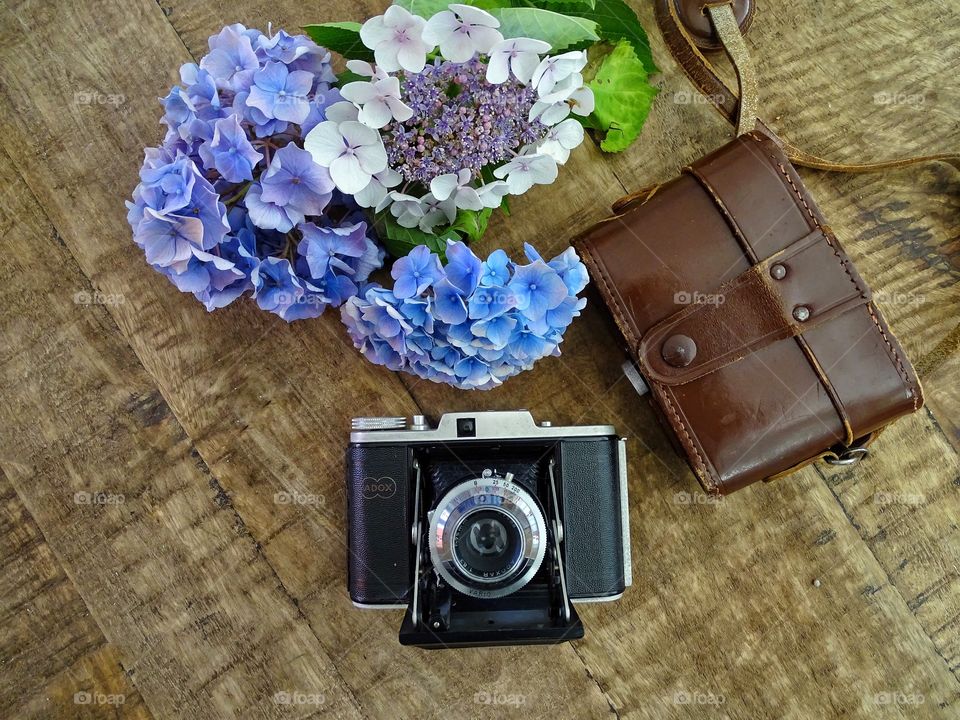 Old camera with hydrangea