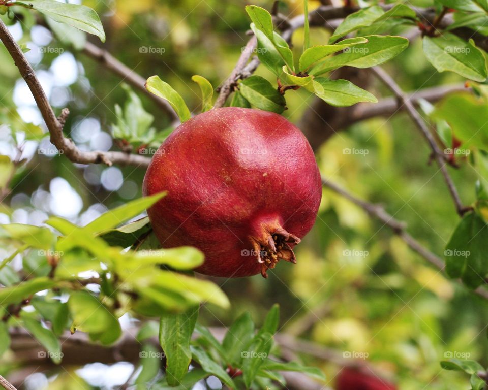 Pomegranate 