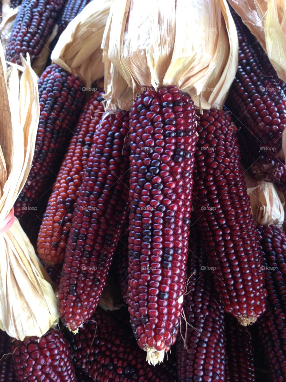 Fall holiday Indian corn