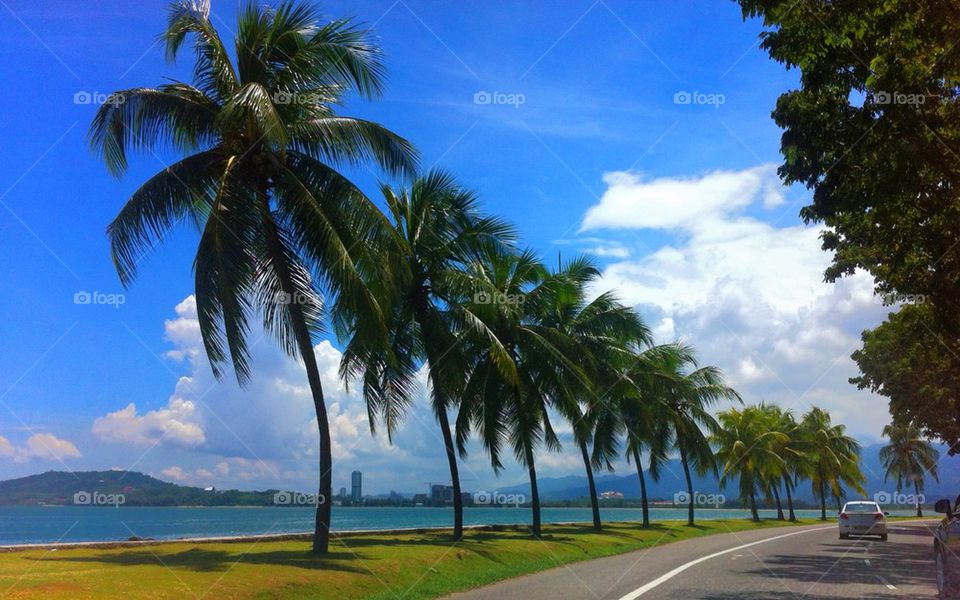 Palm trees on road