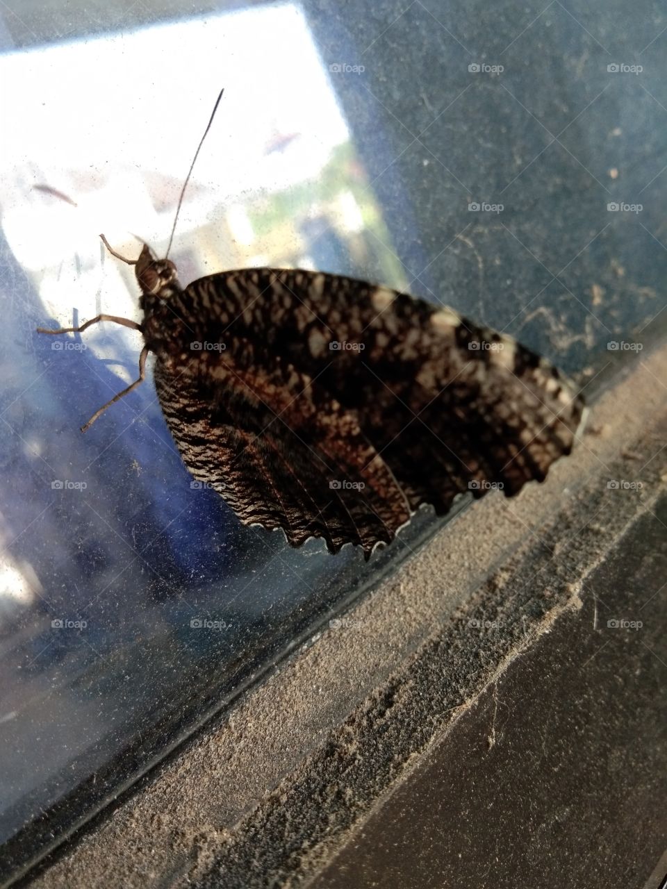patterned brown butterfly