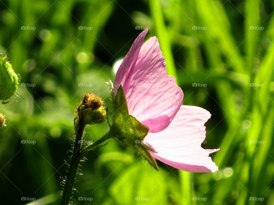 pink flower