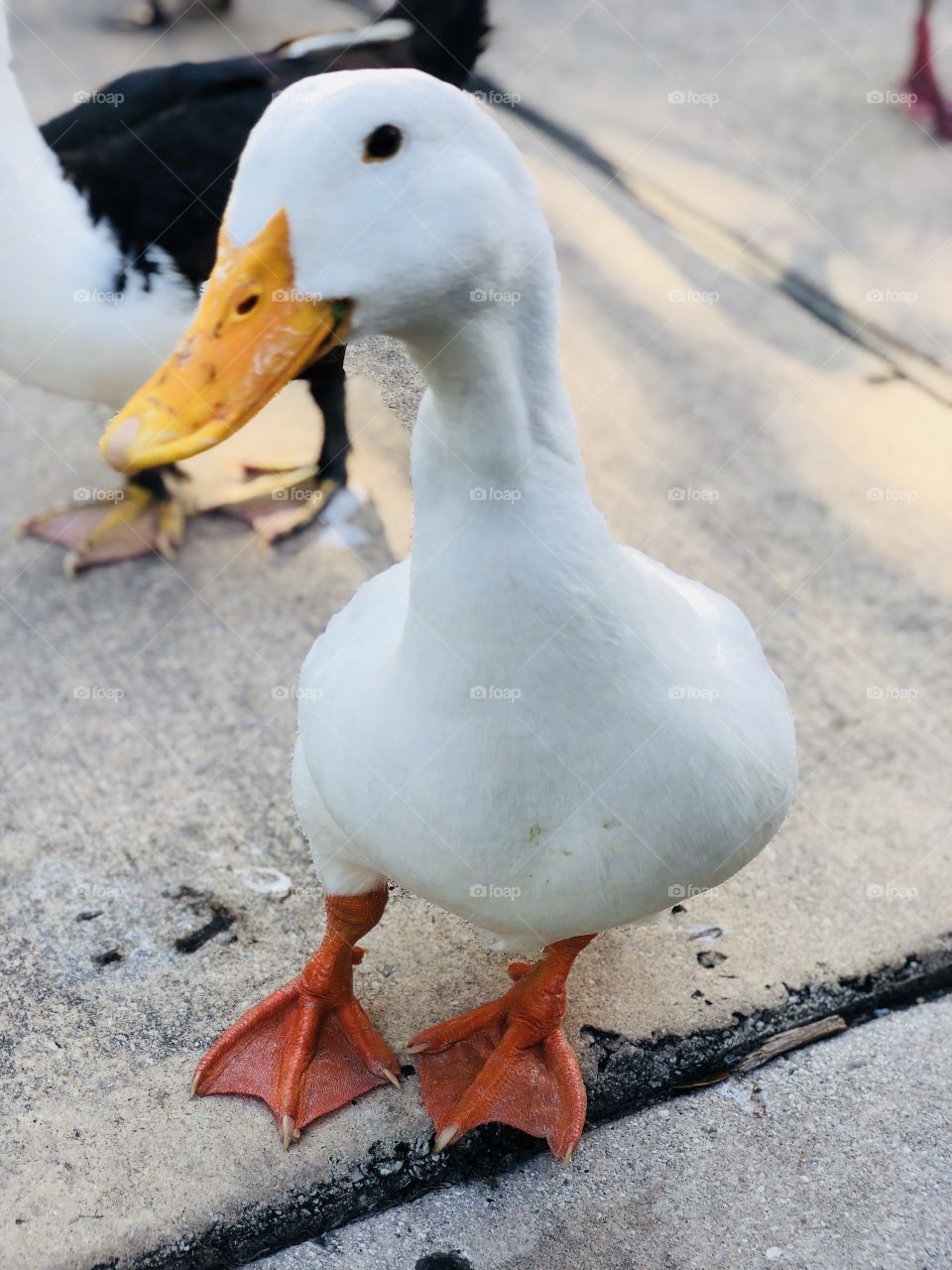 Sweet Duck