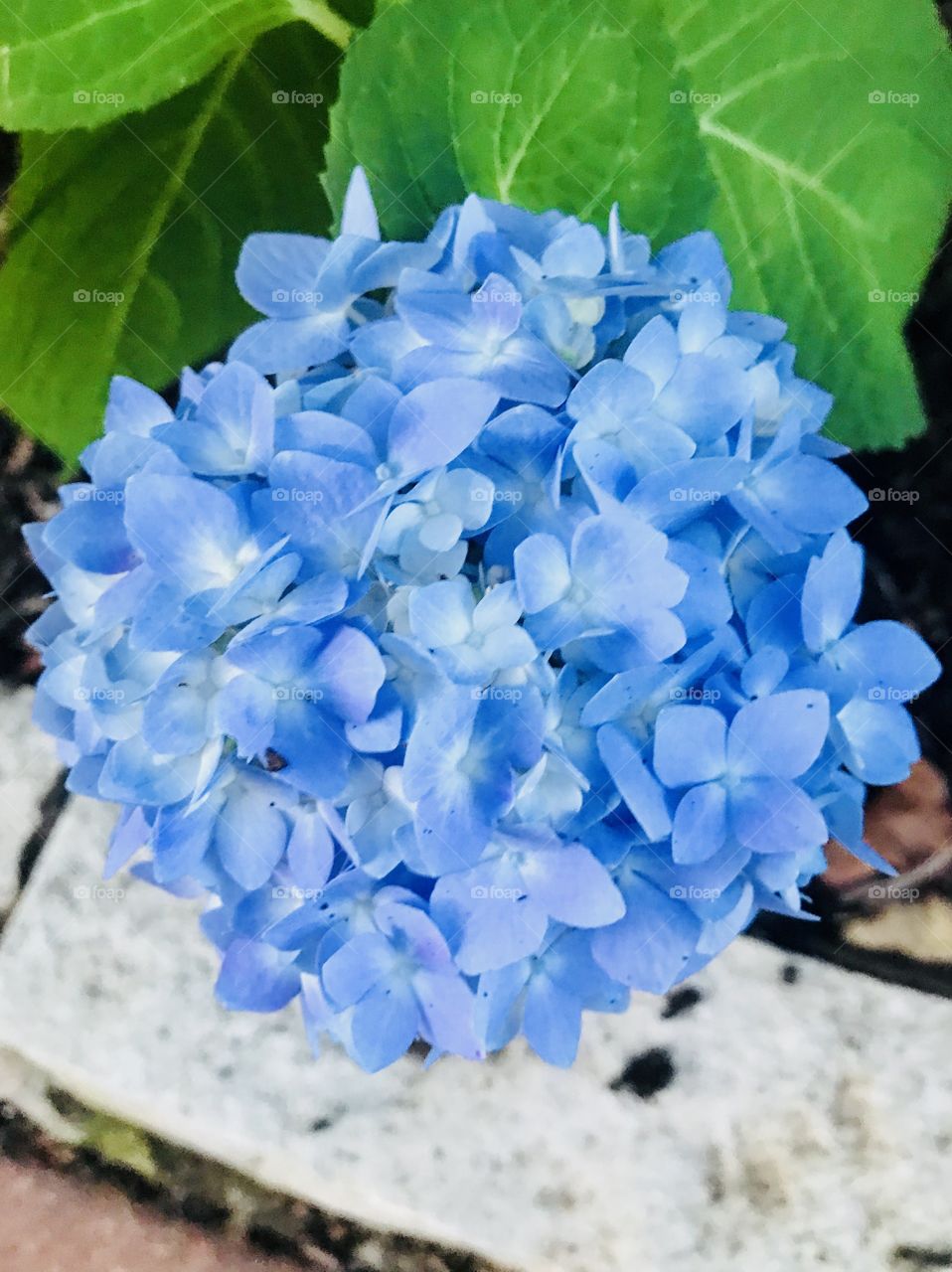 Blue Hydrangea Photo. Color of flower is beyond beautiful. 