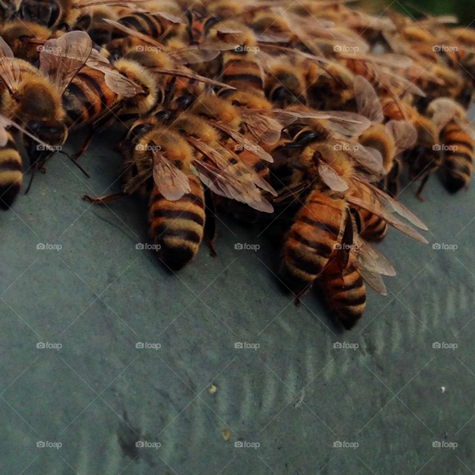 Couldn't help but capture these gorgeous bees. I was careful not to disturb them. 