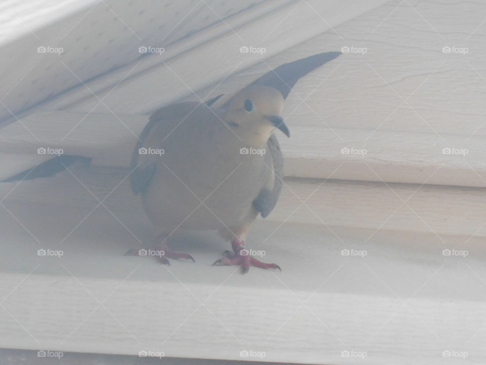 House pigeon 