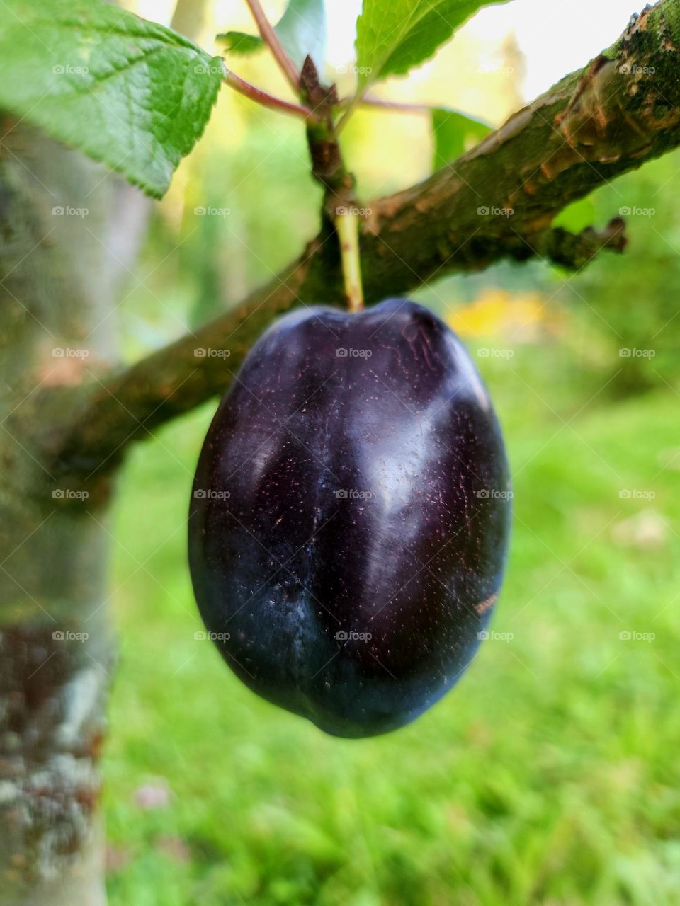 Plum