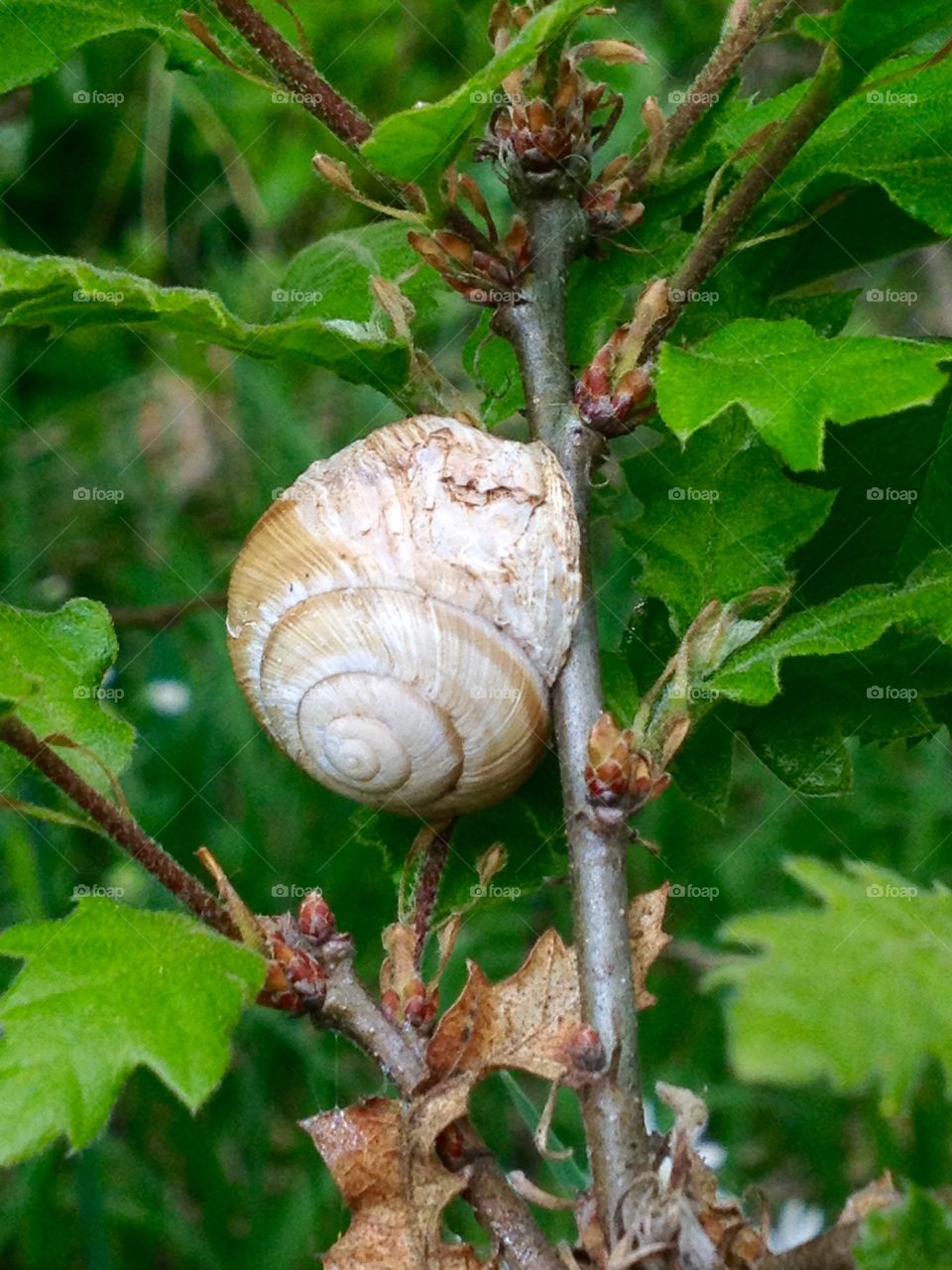 Snail