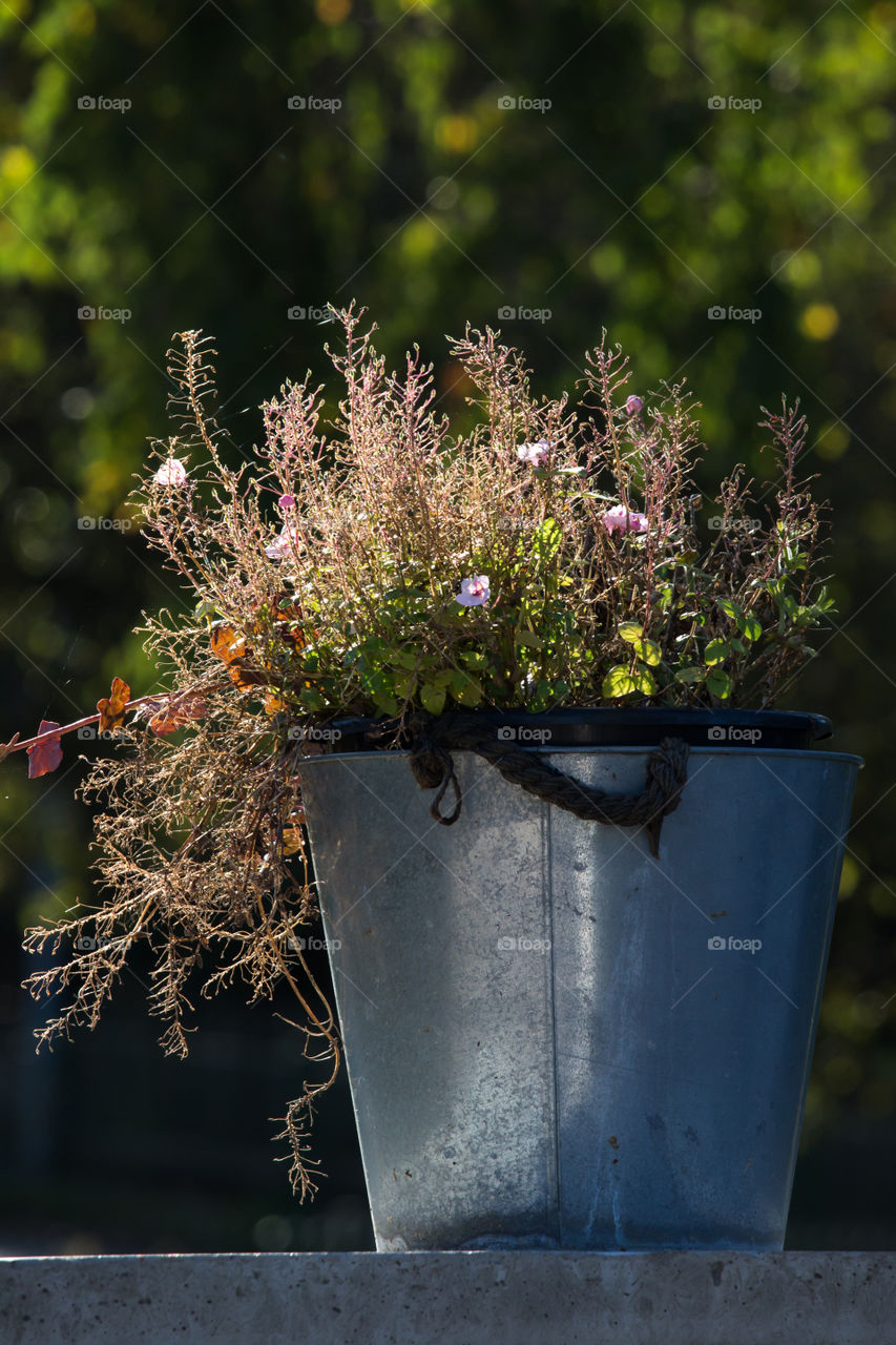 Sun shines on fall flowers in a zinc bucket - Solen skiner på höstplantering i zinkkruka 