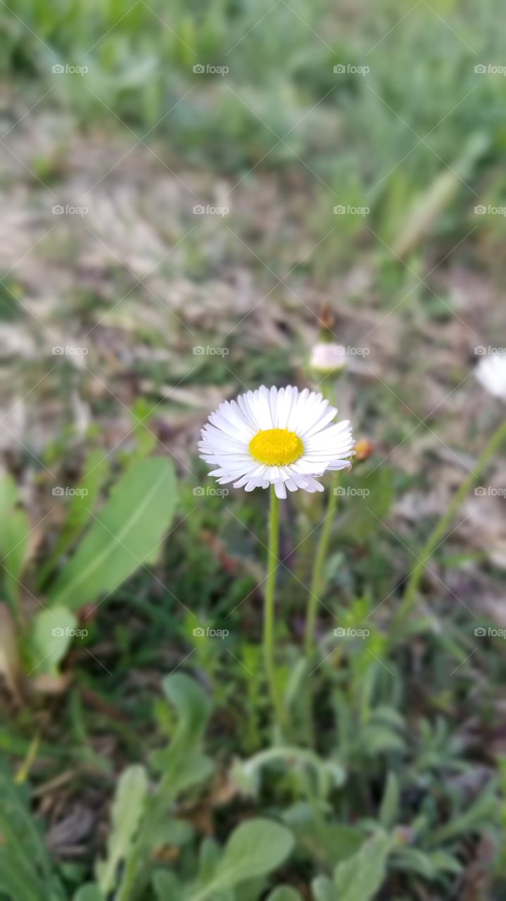 Texas wildflowers