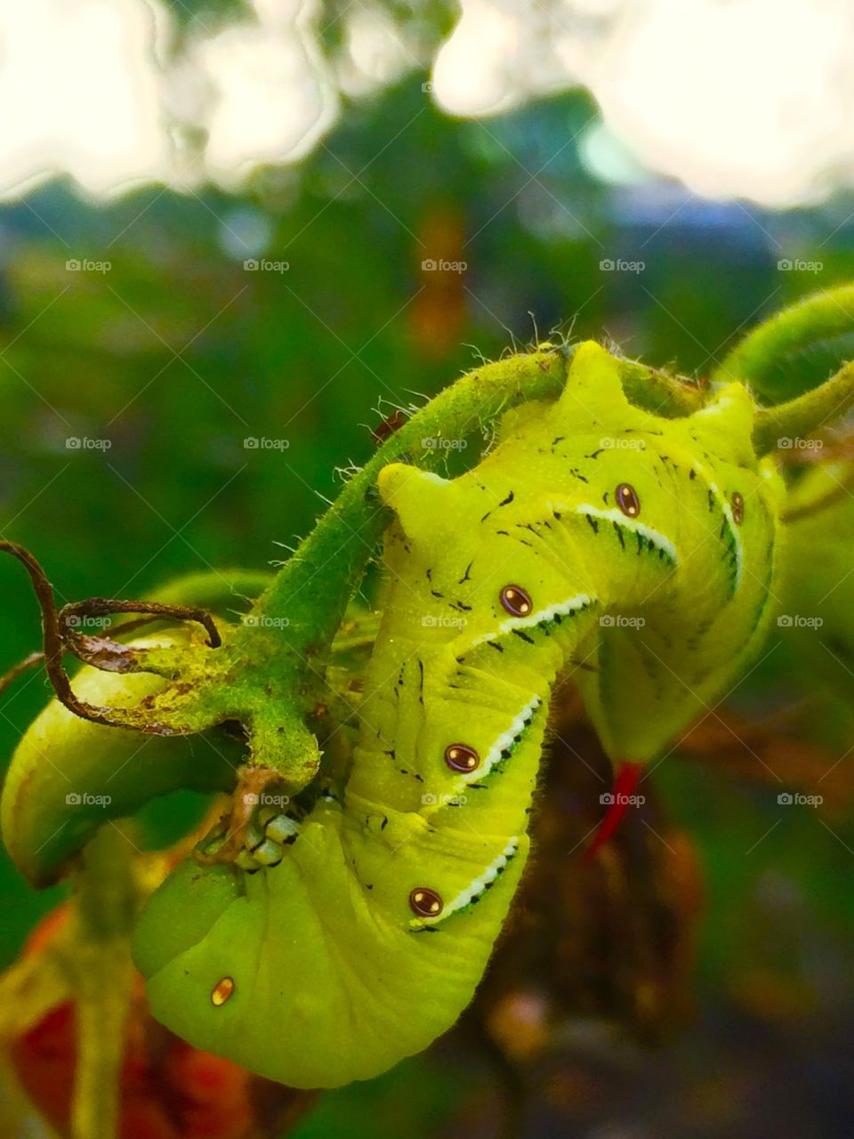 Caterpillar snacking on my handy work. 