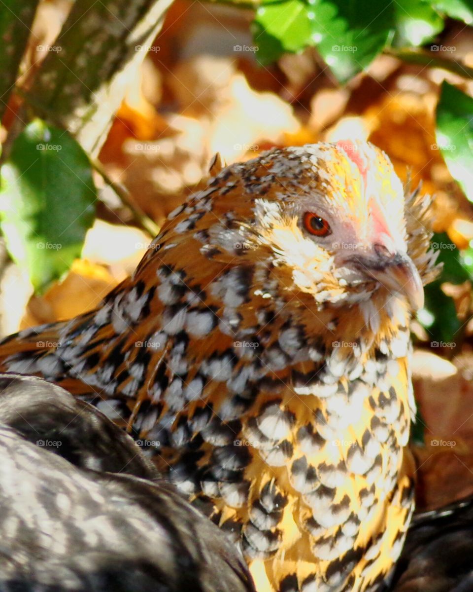 Speckled Colored Chicken