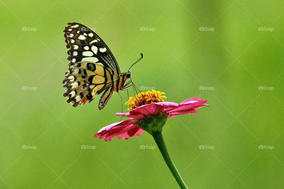 butterfly sucking nectar.