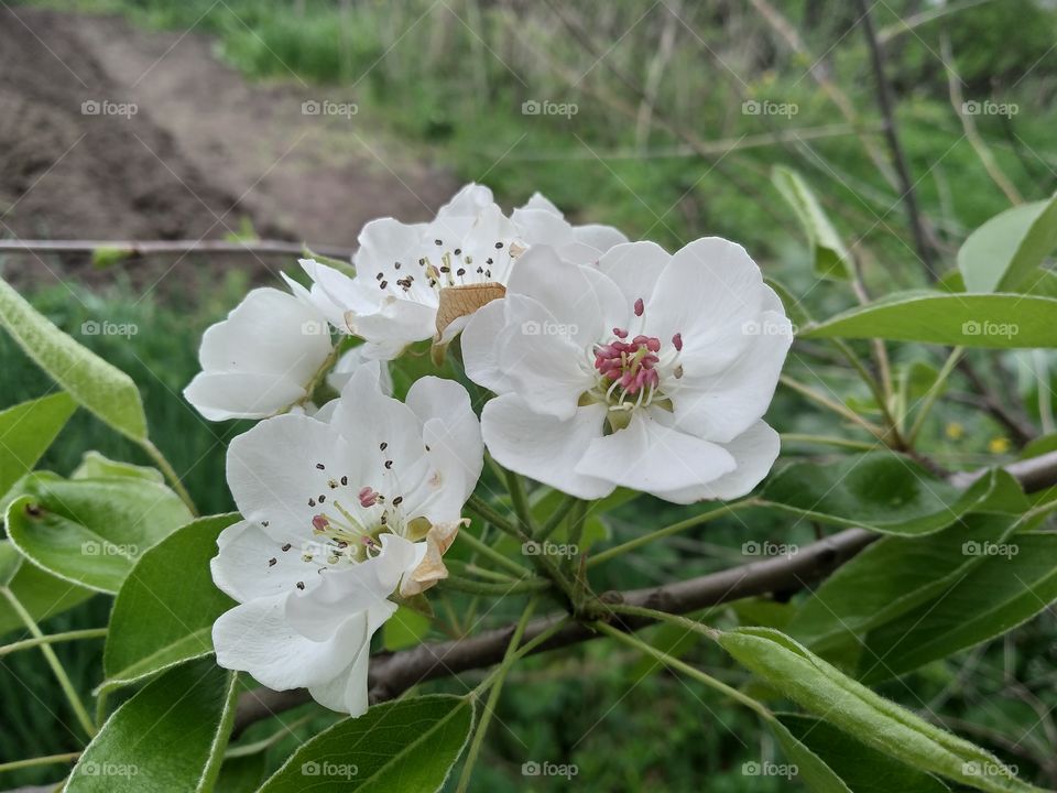Pear in blossom