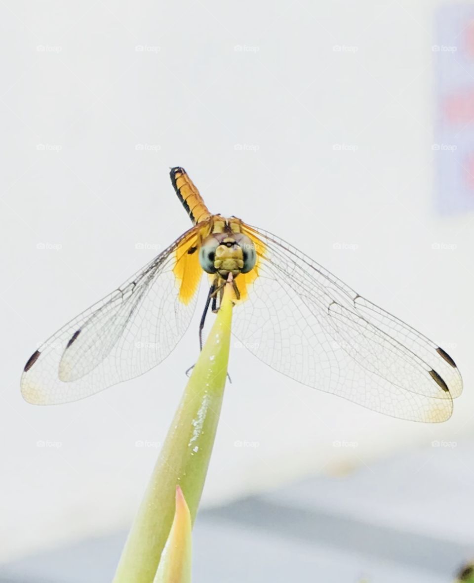 Dragonfly 