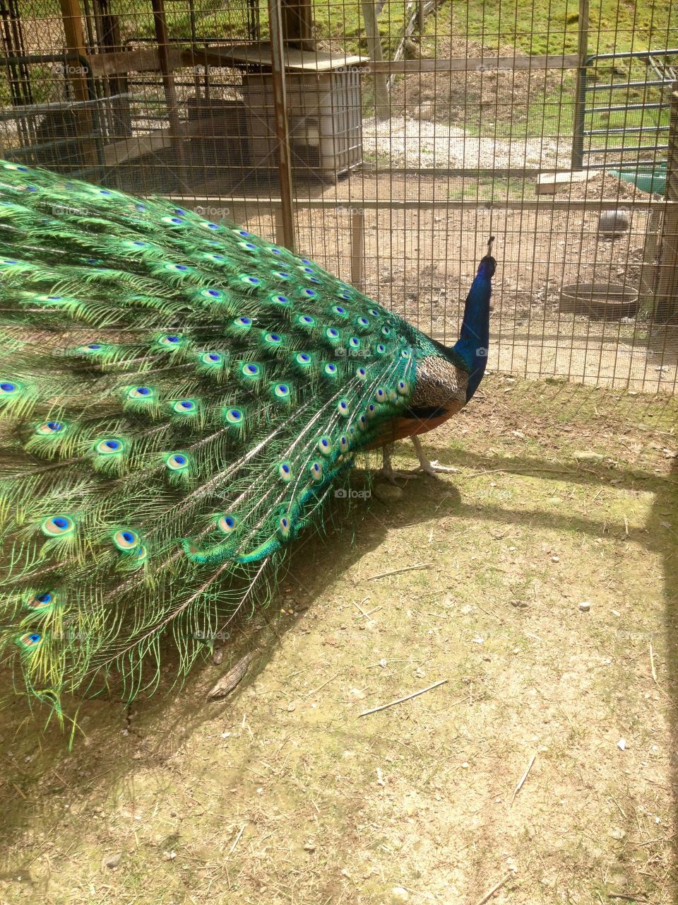 Peacock